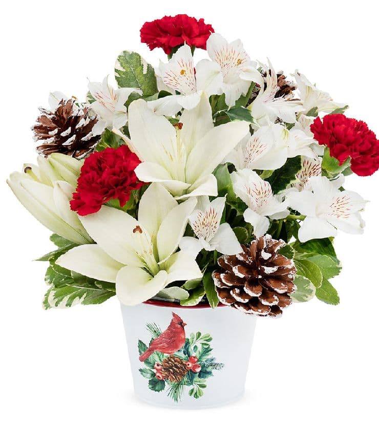 Christmas Cardinal Delight