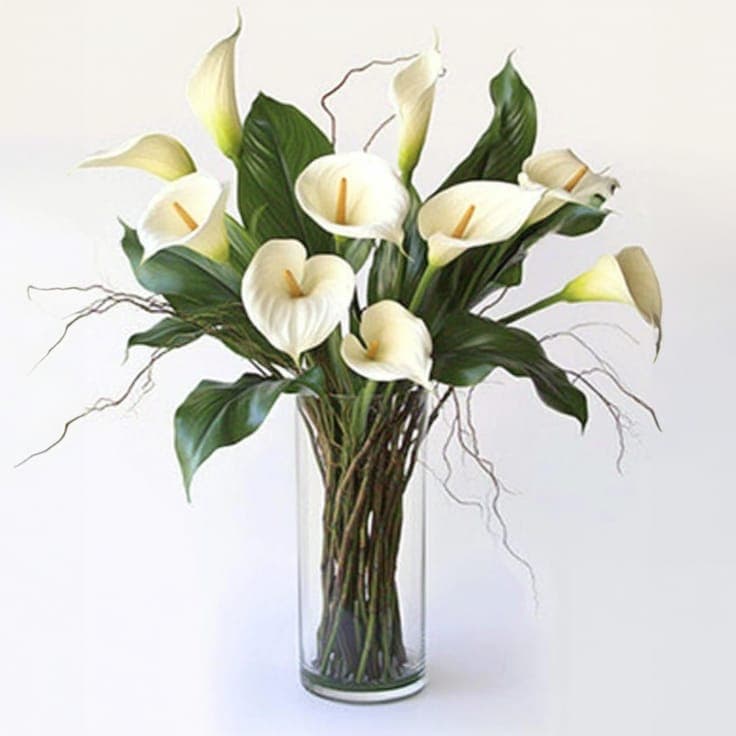 White Callas