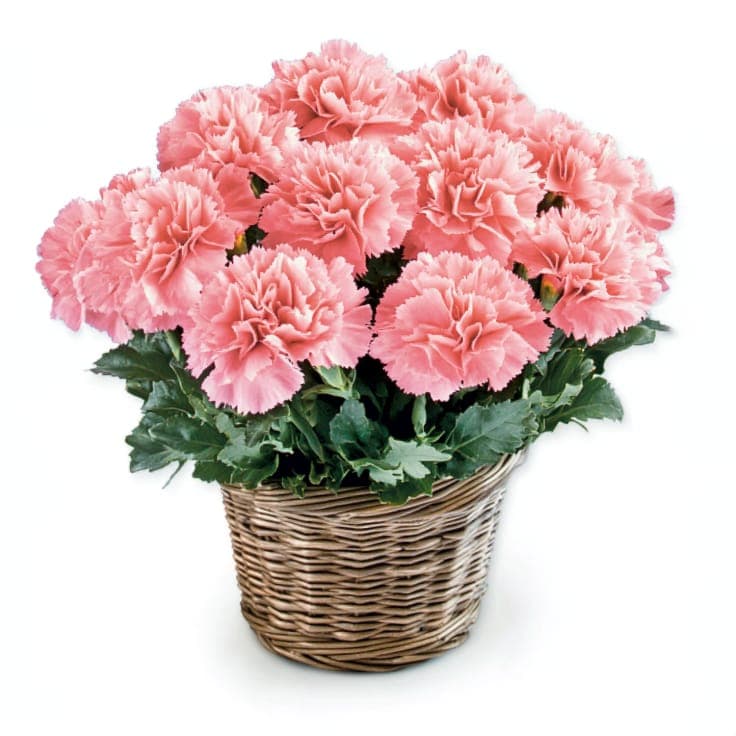 Fresh Floral Fragrance Basket