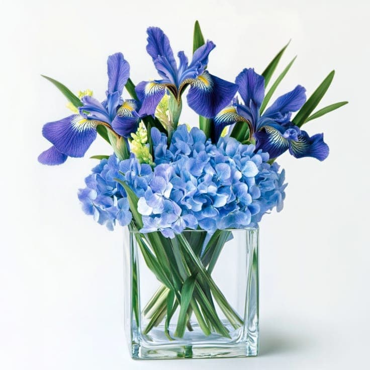 Full Blue Hydrangea
