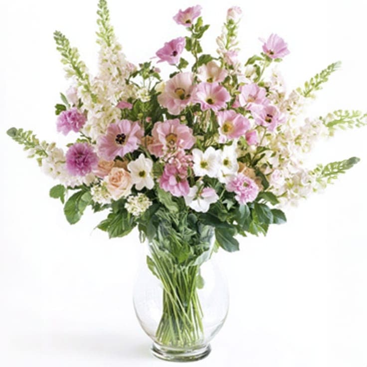 Pink and White Gerber Daisies