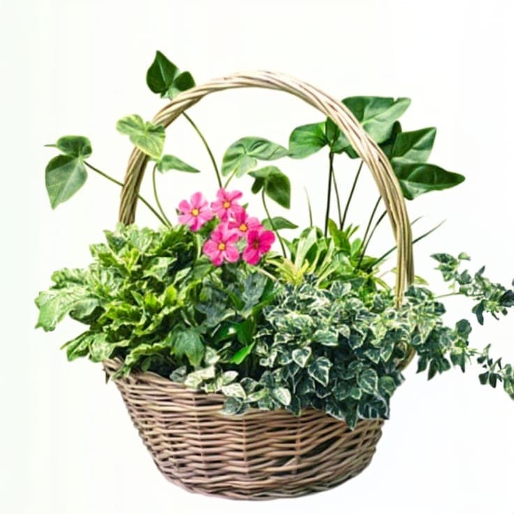 The Rich Lush Plants Collection