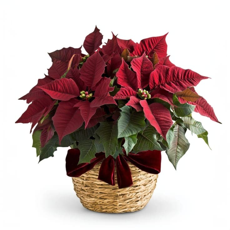 Red Poinsettia
