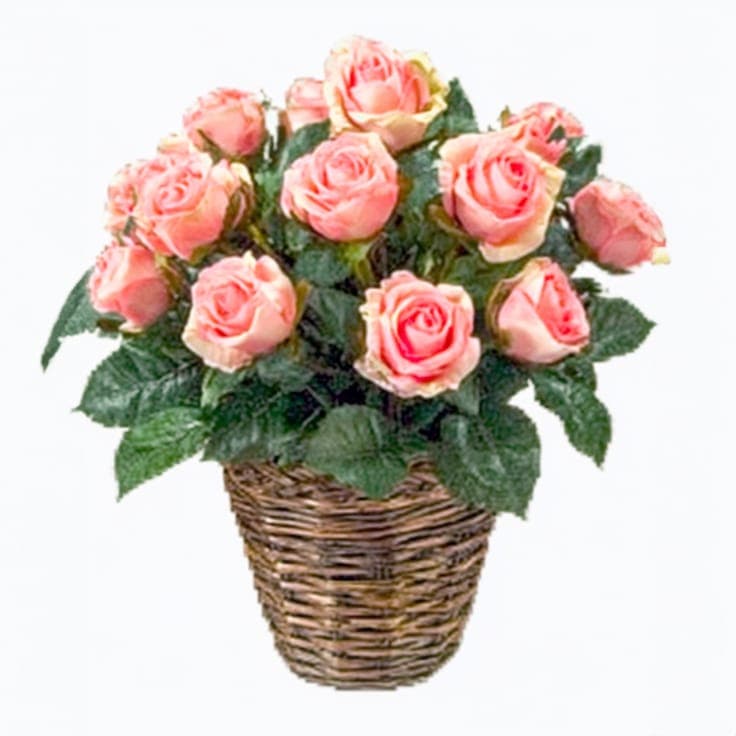 Fragrant Fusion