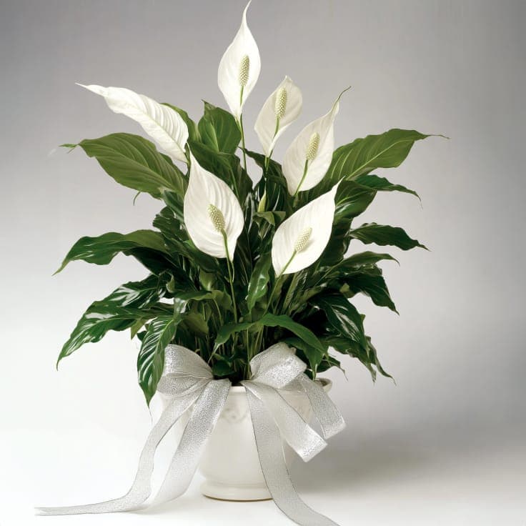 Peace Lily