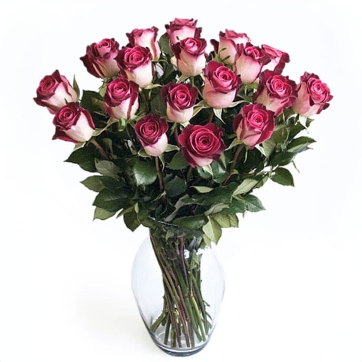 Two Dozen Roses
