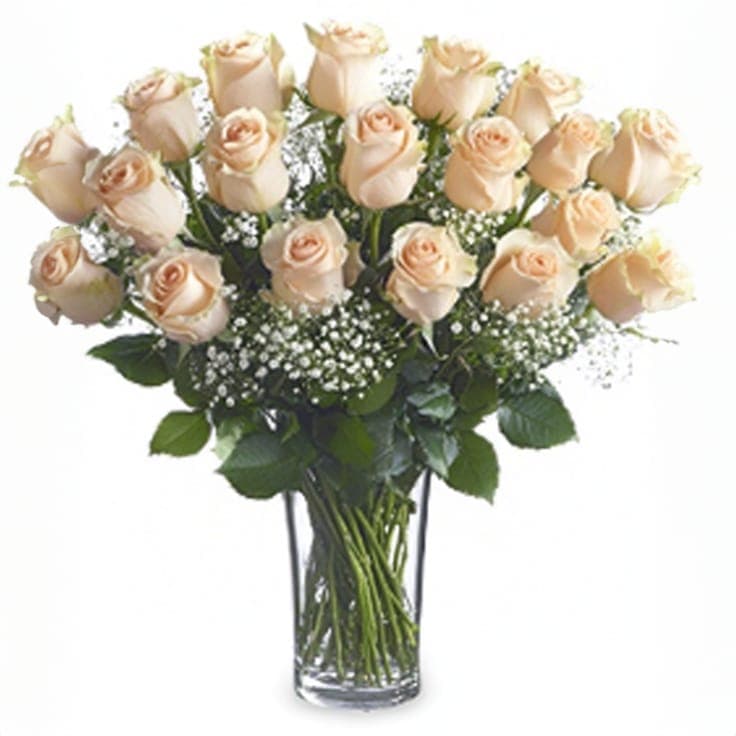 Creamy Velvety Roses