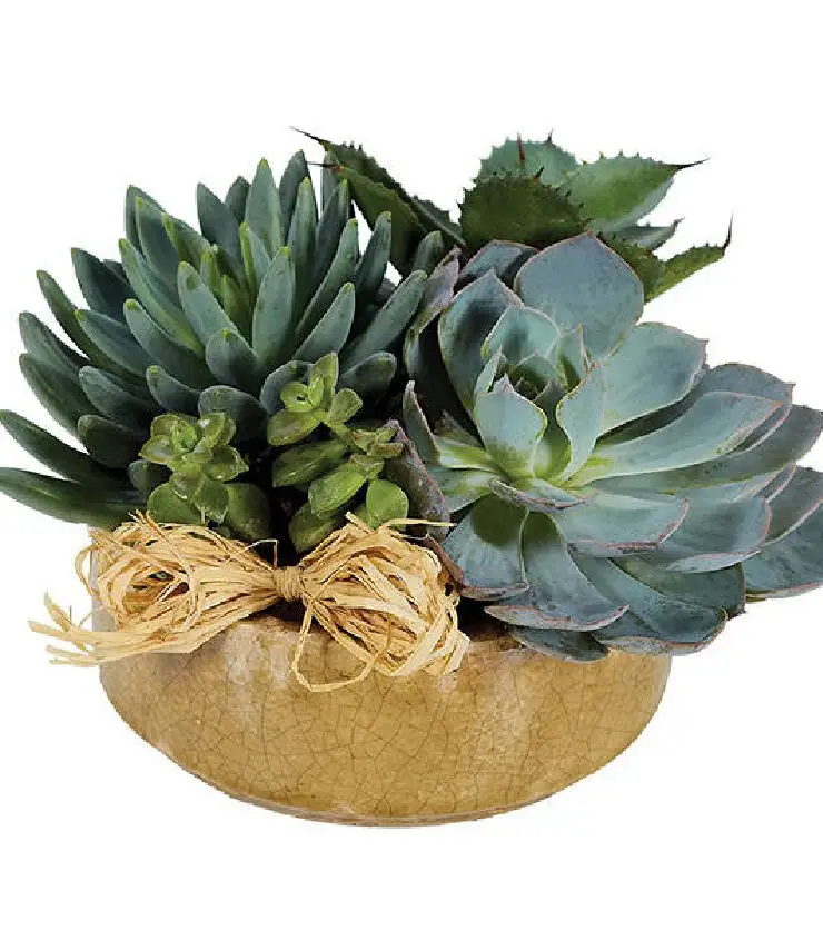 Succulent Garden - Large