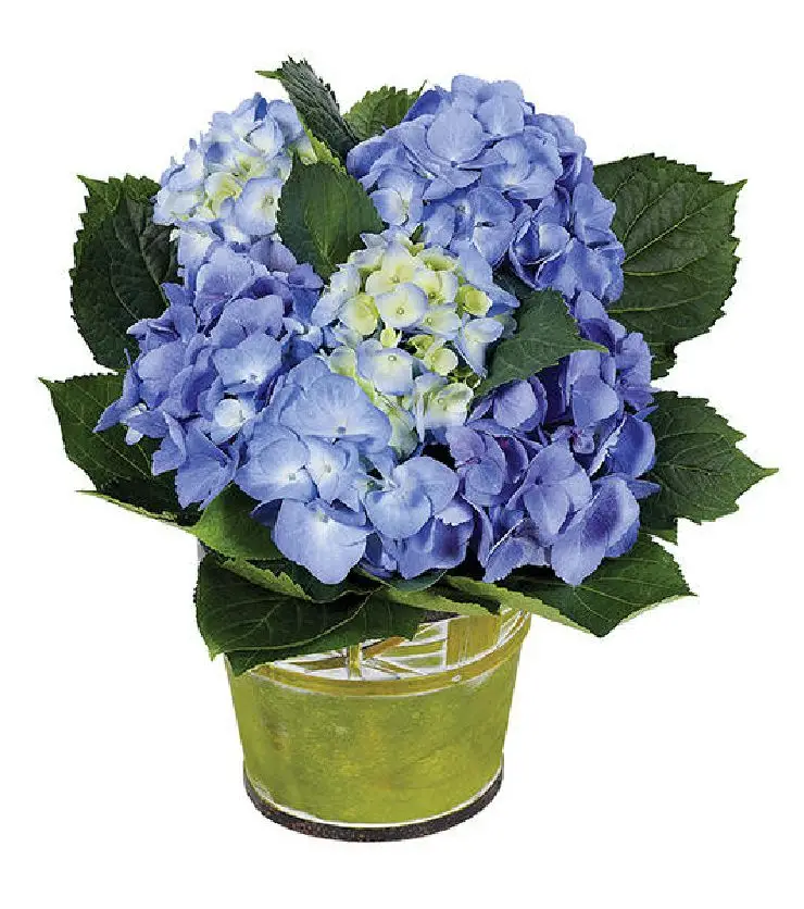 Blue Hydrangea Plant