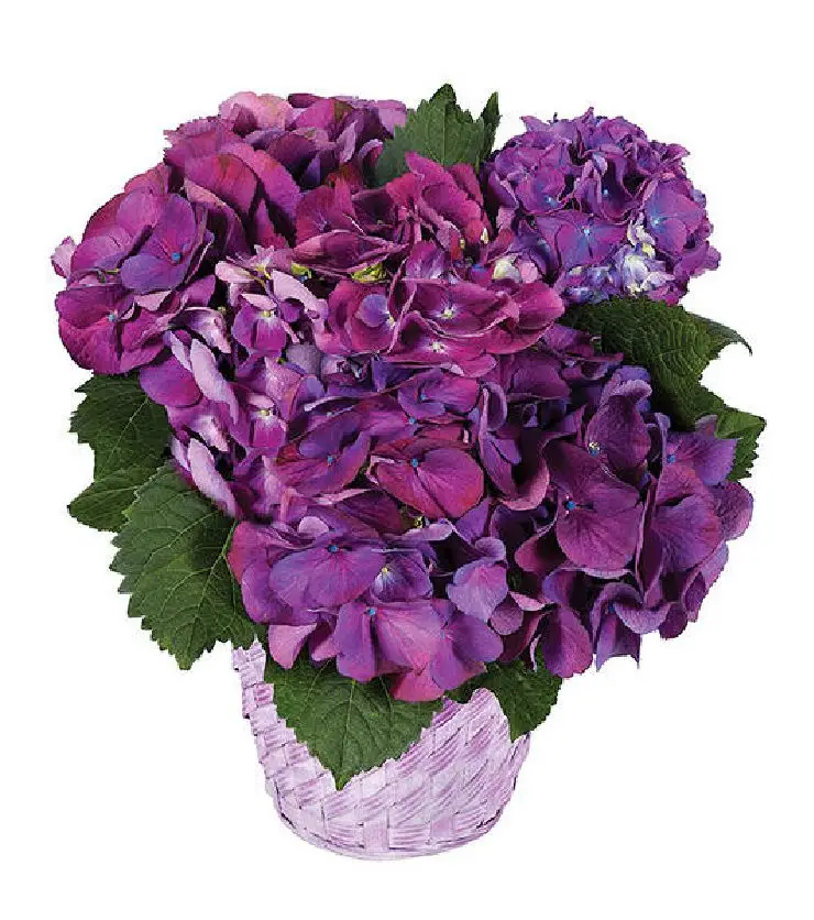 Purple Hydrangea Plant