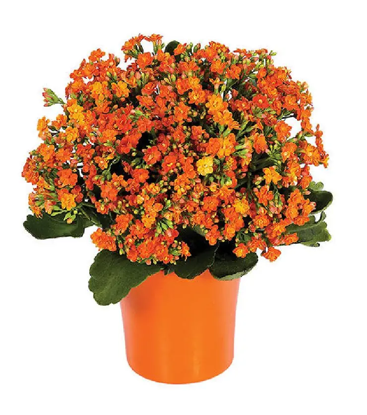 Orange Kalanchoe Plant