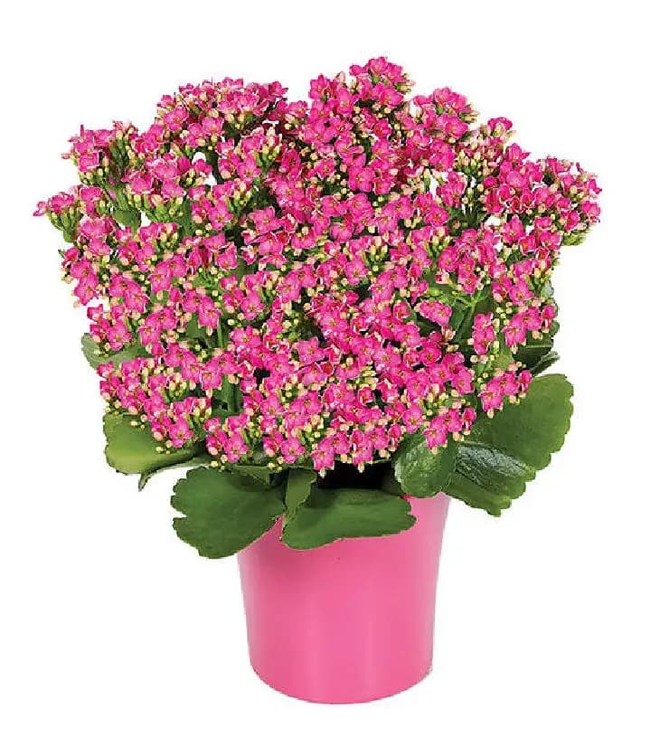 Pink Kalanchoe Plant