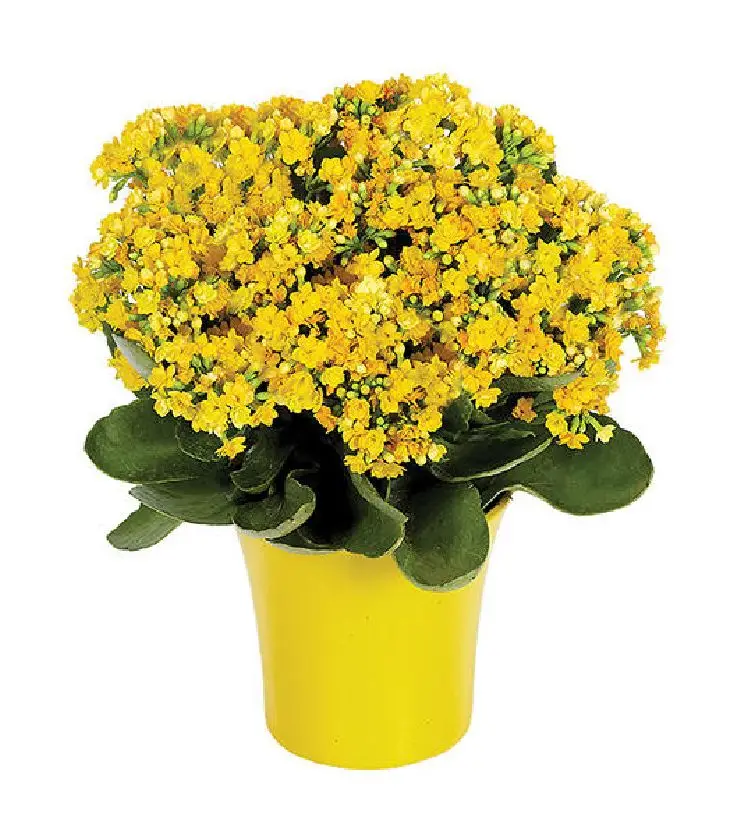 Yellow Kalanchoe Plant