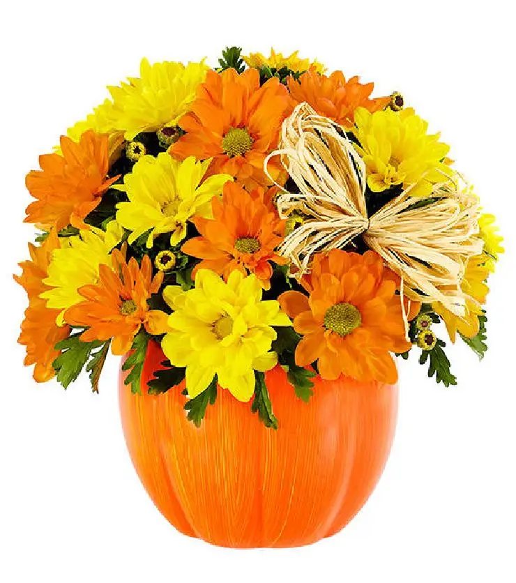 Daisy Pumpkin Patch