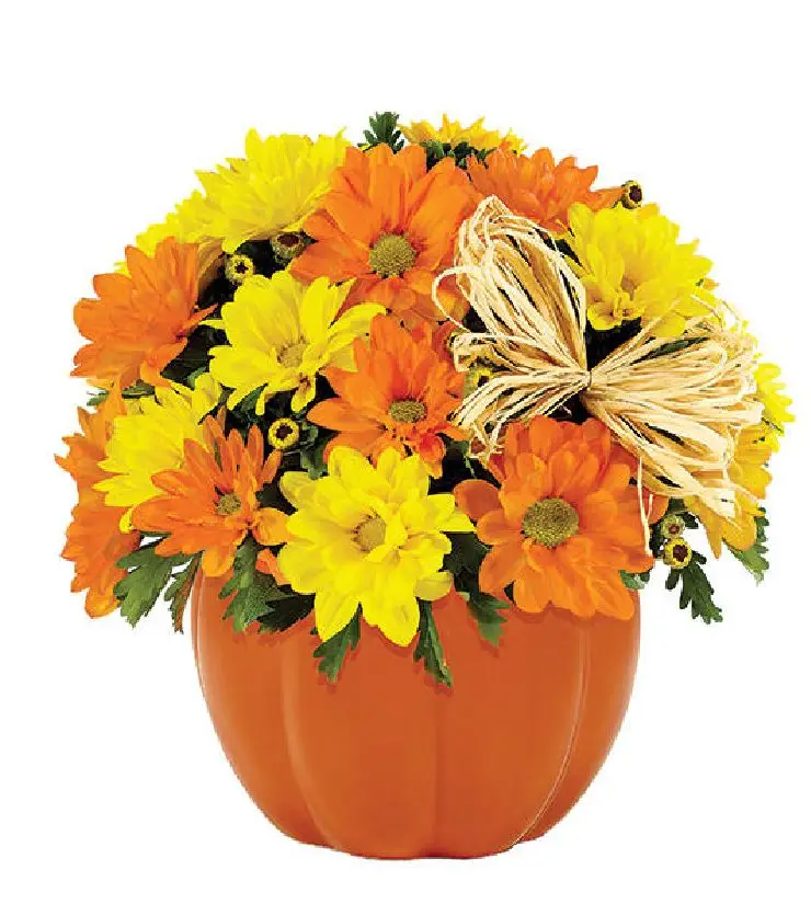 Daisy Pumpkin Patch