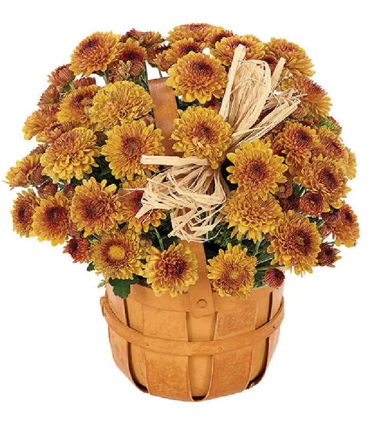 Bronze Mum Bushel Basket