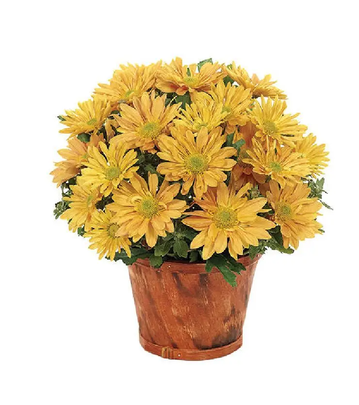 Fresh Harvest Bouquet