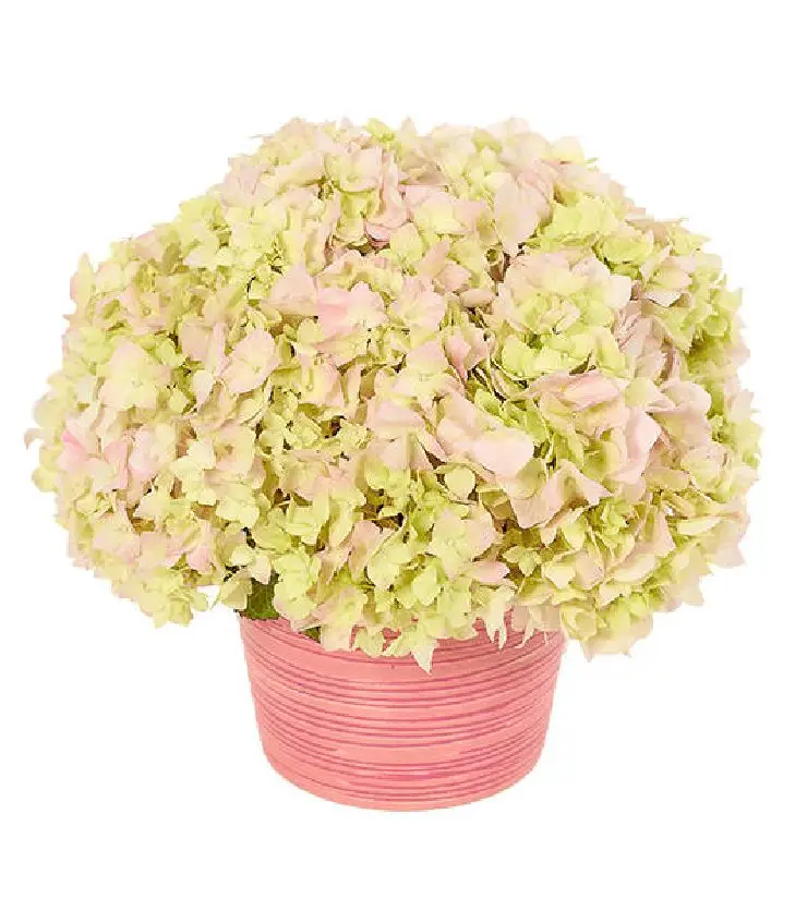 Her Bouquet