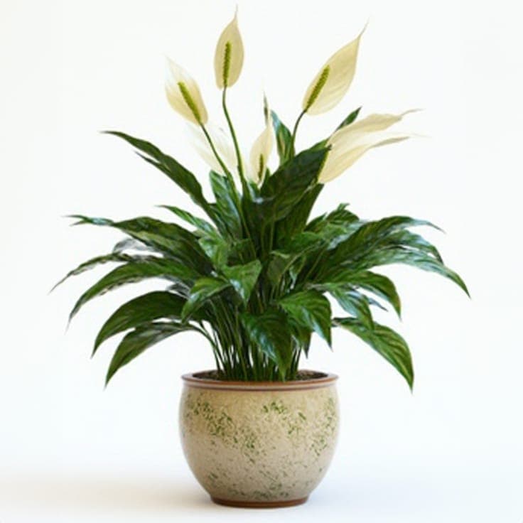 Lily Basket