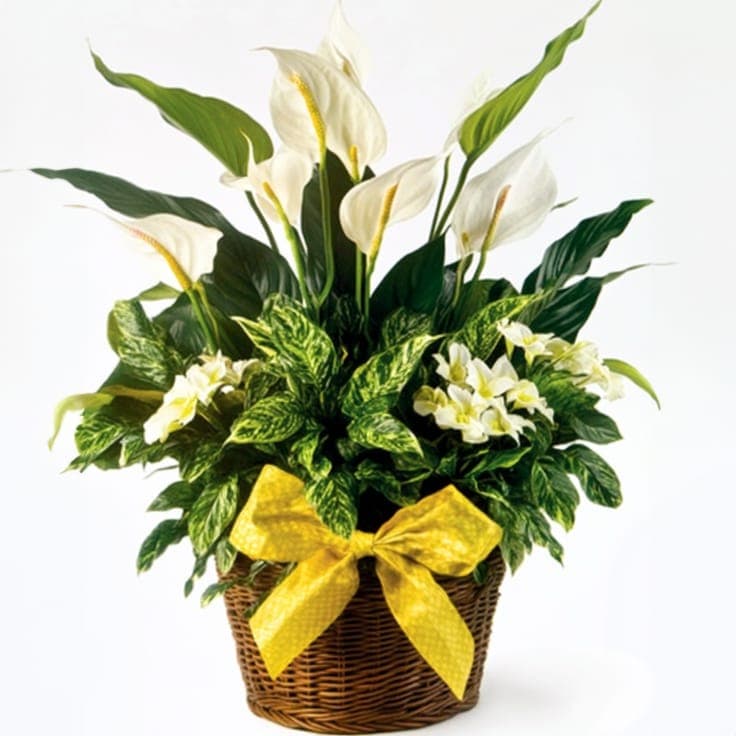 Potted Sunshine