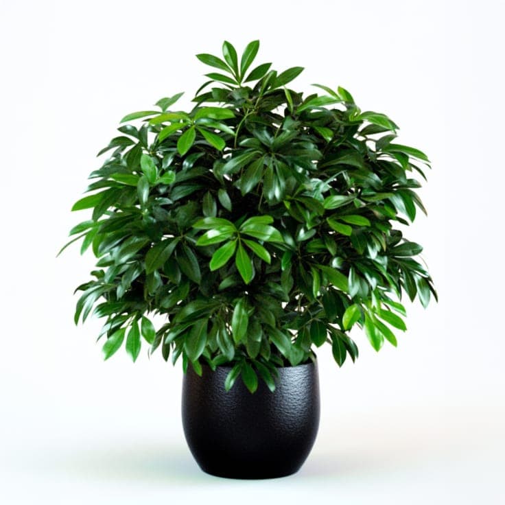 Potted Schefflera